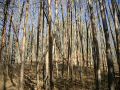 041225kayagatake2.JPG