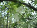 050618senjyou5.JPG