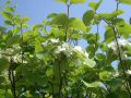 050625gassan2.JPG