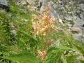 050806yake20.JPG