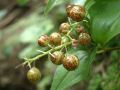 050806yake33.JPG