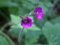 050806yake36.JPG