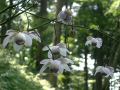 050821mitake3.JPG