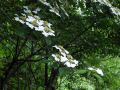 060527hinoki03.JPG