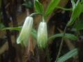 060527hinoki25.JPG