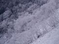 061202tengu21.JPG
