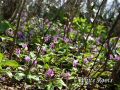 070504donden30.jpg