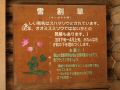 080323saru02.jpg